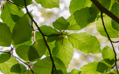 A view of tree leaves with sunlight poking through.